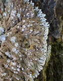Physconia venusta image