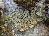 Physconia enteroxantha image