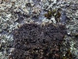 Physconia enteroxantha image