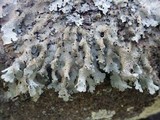Parmelia submontana image