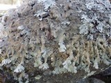 Parmelia submontana image