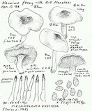 Melanoleuca exscissa var. exscissa image