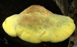 Pseudomerulius curtisii image