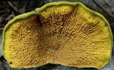 Pseudomerulius curtisii image