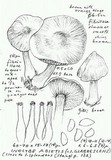 Inocybe abietis image