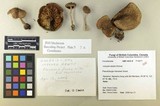 Inocybe abietis image