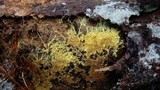 Pseudomerulius curtisii image