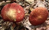 Suillus spraguei image