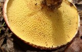 Suillus spraguei image