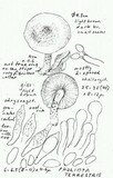 Pholiota terrestris image