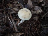 Leccinum insolens image