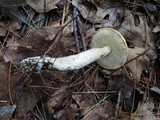 Leccinum insolens image