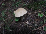 Leccinum insolens image