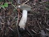 Leccinum insolens image