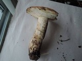 Leccinum insolens image