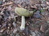 Leccinum insolens image