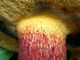Boletus bicolor var. subreticulatus image