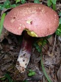 Boletus bicolor var. subreticulatus image