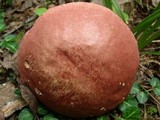 Boletus bicolor var. subreticulatus image