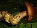 Tricholomopsis rutilans image