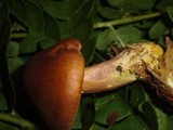 Tricholomopsis rutilans image