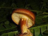 Tricholomopsis rutilans image
