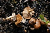 Pholiota highlandensis image