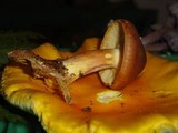 Tricholomopsis rutilans image