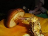 Tricholomopsis rutilans image