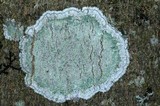Lecanora thysanophora image