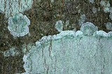Lecanora thysanophora image