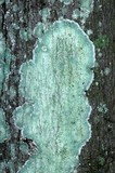 Lecanora thysanophora image