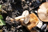 Pholiota highlandensis image