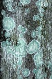 Lecanora thysanophora image