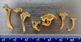 Image of Craterellus olivaceus
