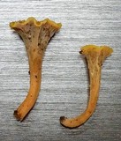 Craterellus olivaceus image