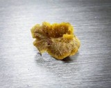 Craterellus olivaceus image