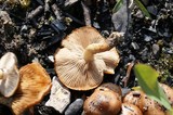 Pholiota highlandensis image