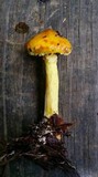 Suillus americanus image