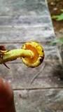 Suillus americanus image
