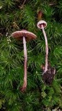 Melanophyllum haematospermum image