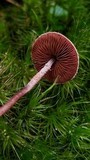 Melanophyllum haematospermum image