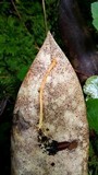 Cordyceps cardinalis image
