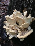 Meripilus sumstinei image