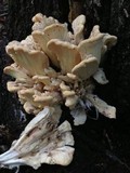 Meripilus sumstinei image