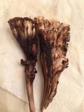 Meripilus sumstinei image