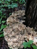 Meripilus sumstinei image
