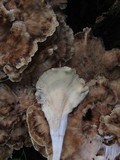 Meripilus sumstinei image