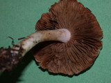 Inocybe whitei image