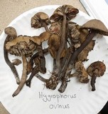 Neohygrocybe subovina image
